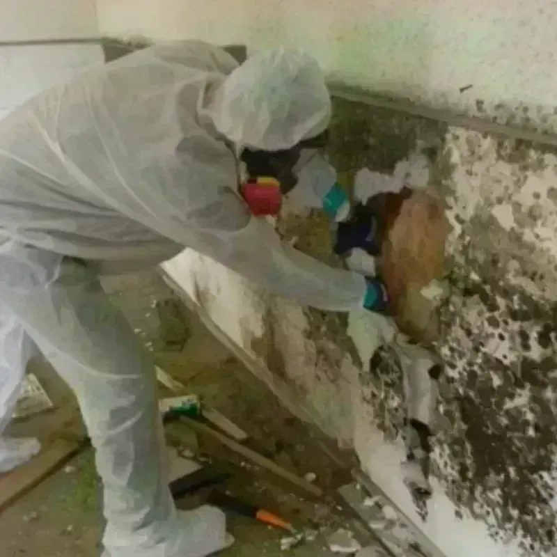 Mold Remediation and Removal in Lake Station, IN